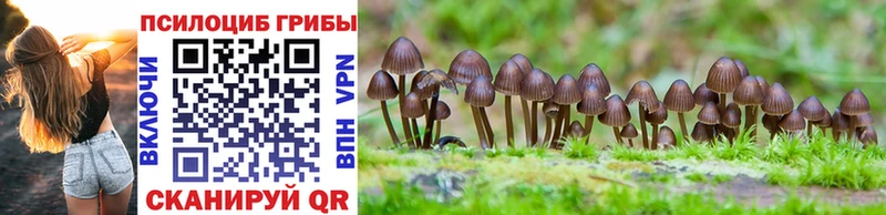 закладки Карачев Галлюциногенные грибы MAGIC MUSHROOMS